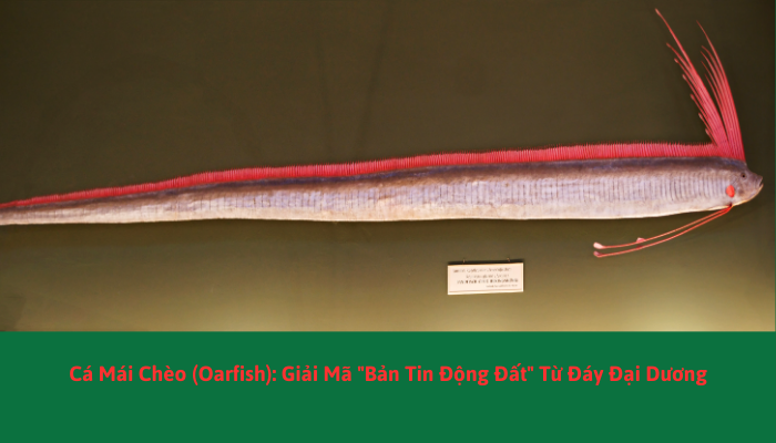 Cá Mái Chèo (Oarfish): Giải Mã 